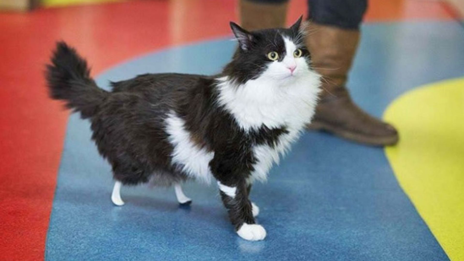 After Losing His Legs, This Brave Virginia Cat Receives New Ones And Takes On Life Again