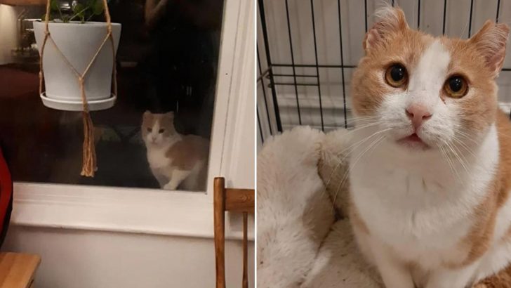 After Years Of Roaming The Streets, Cat Comes Outside The Window Ready For A Change