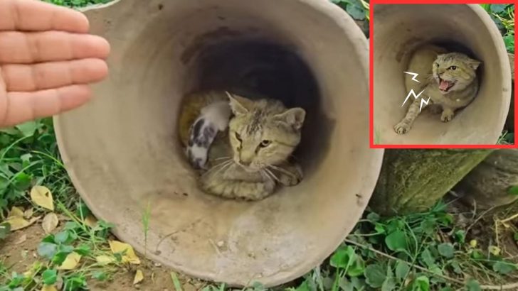 Angry Mother Cat Shows Her Dark Side The Moment Rescuers Try To Touch Her Precious Kittens