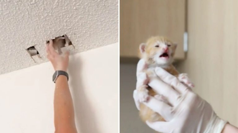 kitten trapped in a ceiling