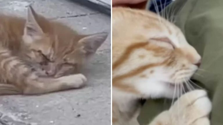 blind cat survived sweltering