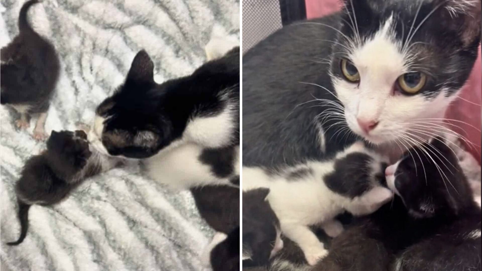 California Rescuer Finds The Perfect Mama For Orphaned Kittens, And The Bond Is Instant