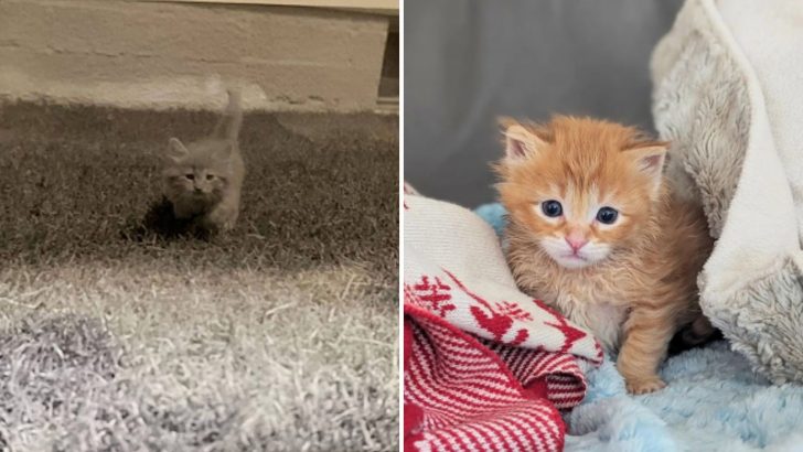California Woman Adopts Cat Who Resembles Her Childhood Pet 57 Years Later