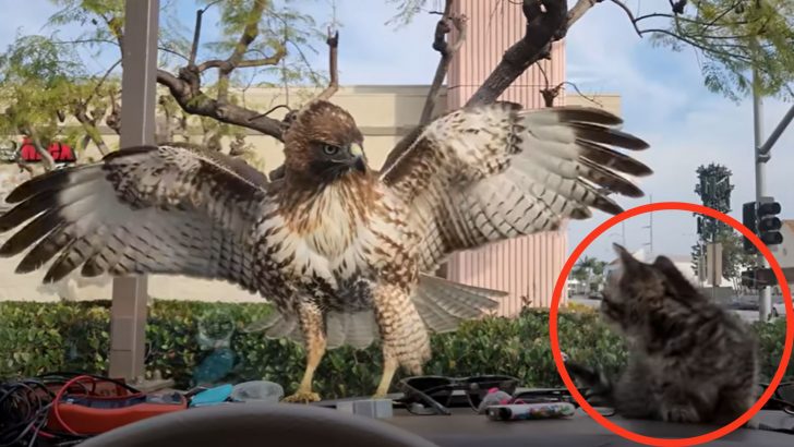 Camera Catches Dramatic Scene In LA As Hawk Comes Inches From Snatching Tiny Kitten