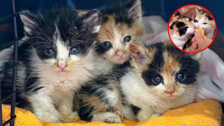 Caring Hero Rescued Three Tiny Kittens Struggling With Health Problems That Affect Their Growth