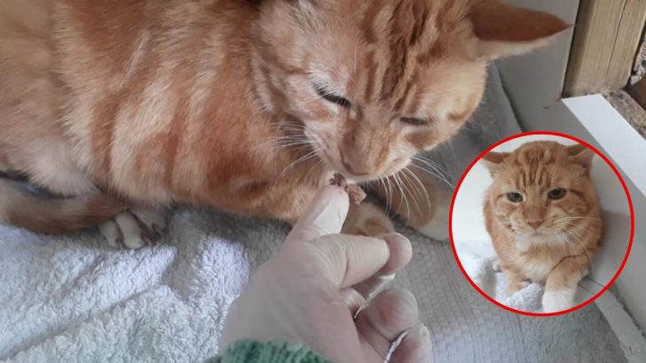 Cat Arrives At Sanctuary In Shocking Condition Prompting Staff To Take On A Huge Challenge