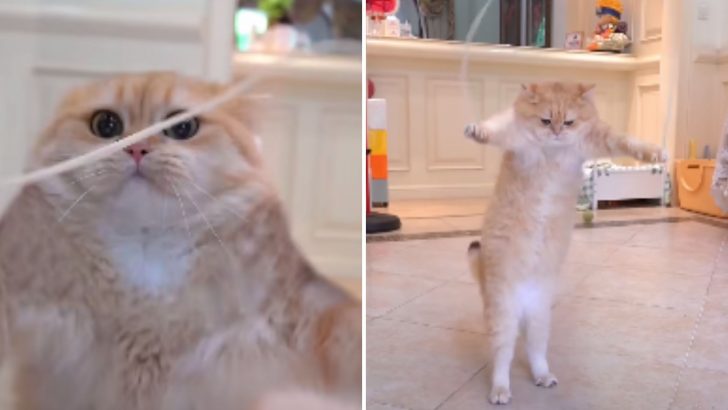 Cat Athlete Shows Off Its Skipping Rope Skills Captivating 58 Million Viewers