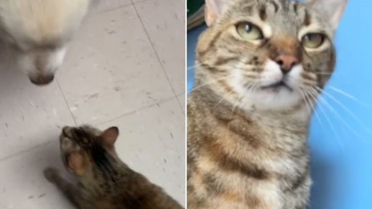Cat Earns A Nickname ‘Gangster’ After Helping Test Shelter Dogs Without Any Fear