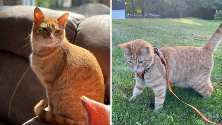 Cat Escapes Euthanasia And Unleashes His Inner Dog-Self