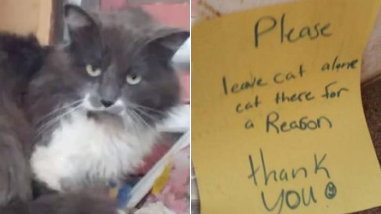 cat with mysterious note