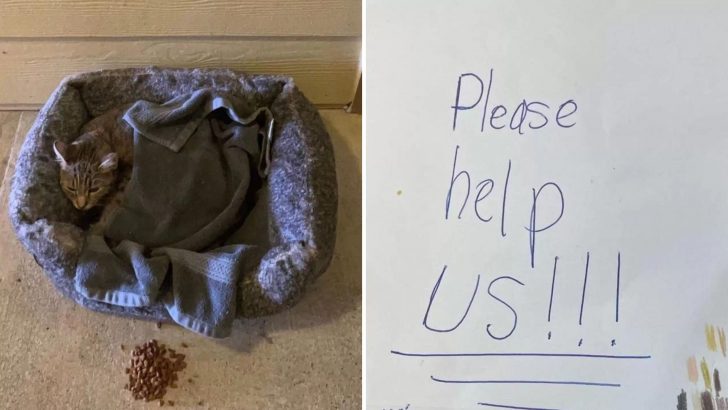 Cat Found Outside A Texas Complex With A Strange Note But The Real Surprise Was Yet To Come