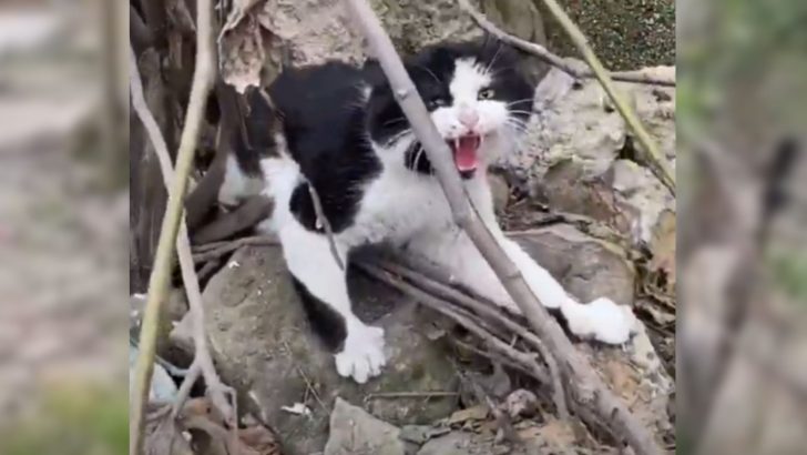 A Group Of Friends Finds A Cat Trapped Beneath Heavy Rocks, With His Legs Completely Crushed