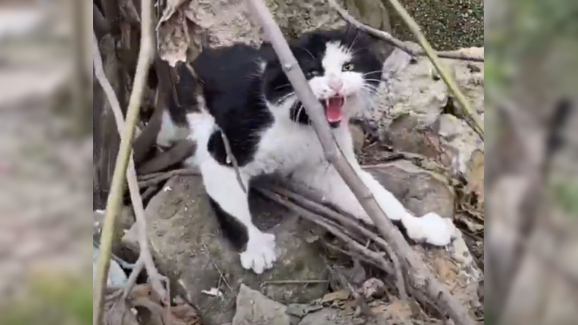 cat trapped under heavy rocks