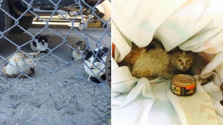 Cat In A Horrible Shape Found Among 11 Felines In Junk Yard Gets A Second Chance