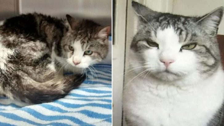 Cat Thought To Be Lost Forever After Storm Surprises Family With Return 4 Years Later