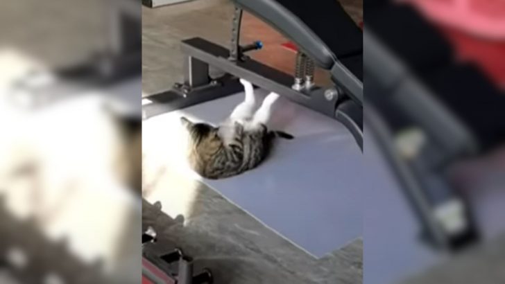 Cat Masters Sit-Ups To ‘Eye Of The Tiger’ Sparking Viral Sensation And Purrfect Gym Motivation