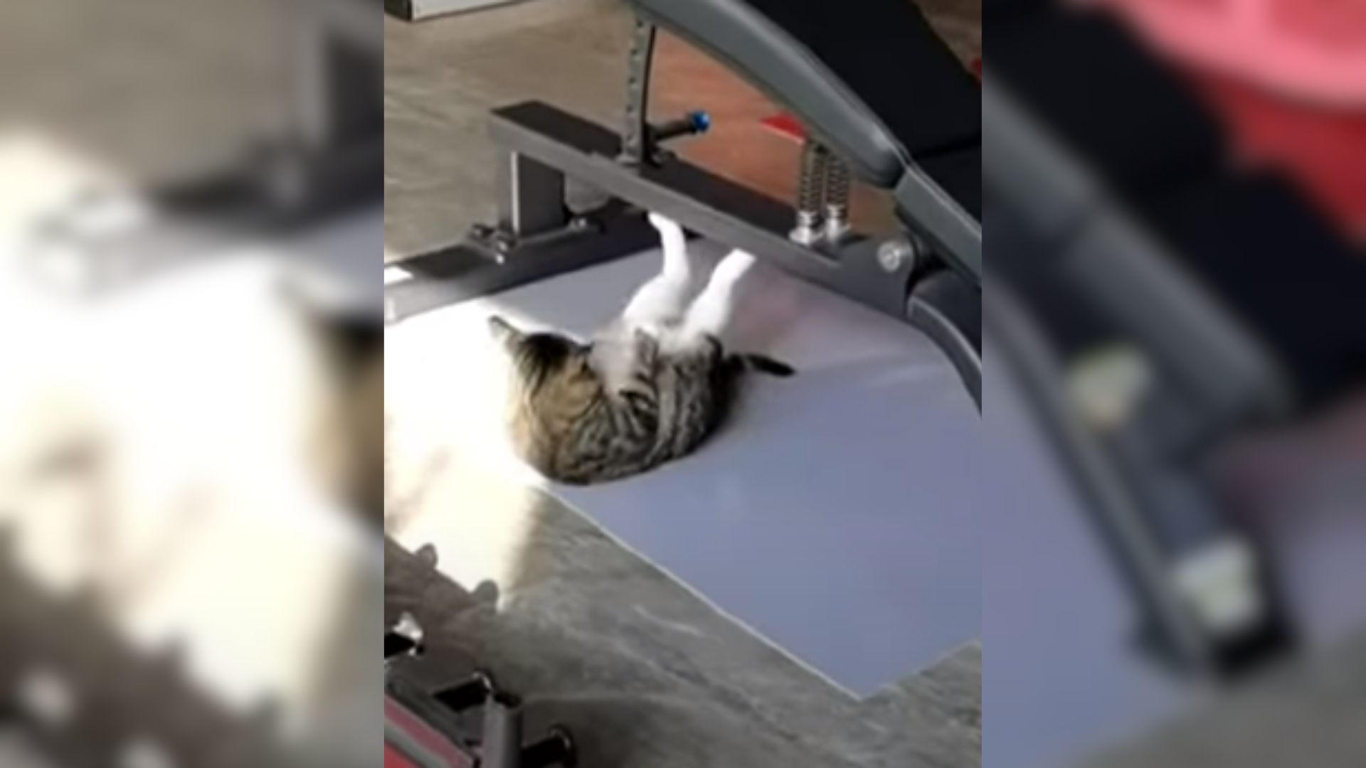 photo of cat doing sit ups