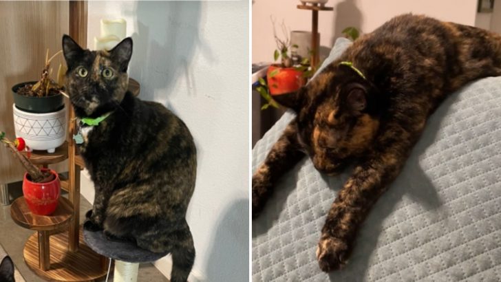 Cat Mom Finds Out Why Her Cat Skipped Meal And You Won’t Believe What This Tortie Was Up To