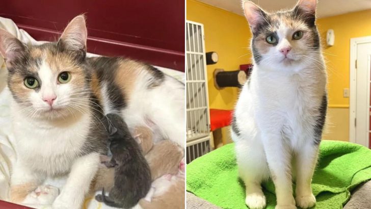 Cat Spent 15 Months At Adoption Center Before She Got Her Happy Ending