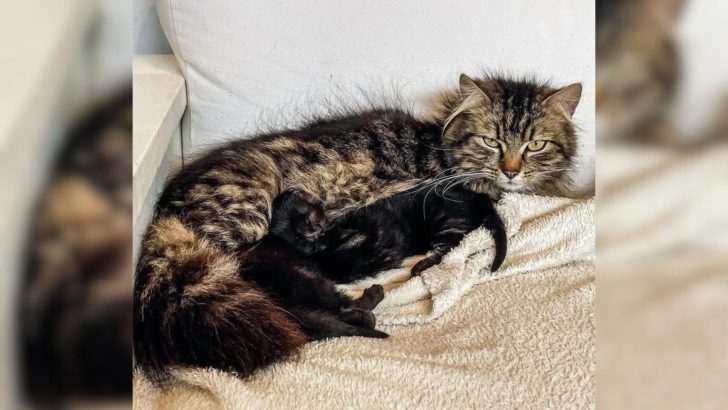 Cat Was Spotted Carrying Tiny Kittens On A Roof But Soon After Their Fate Took An Amazing Turn