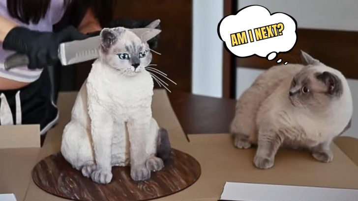 Cat’s Hilarious Reaction To Owner Slicing Her Cake Doppelgänger Will Make Your Day