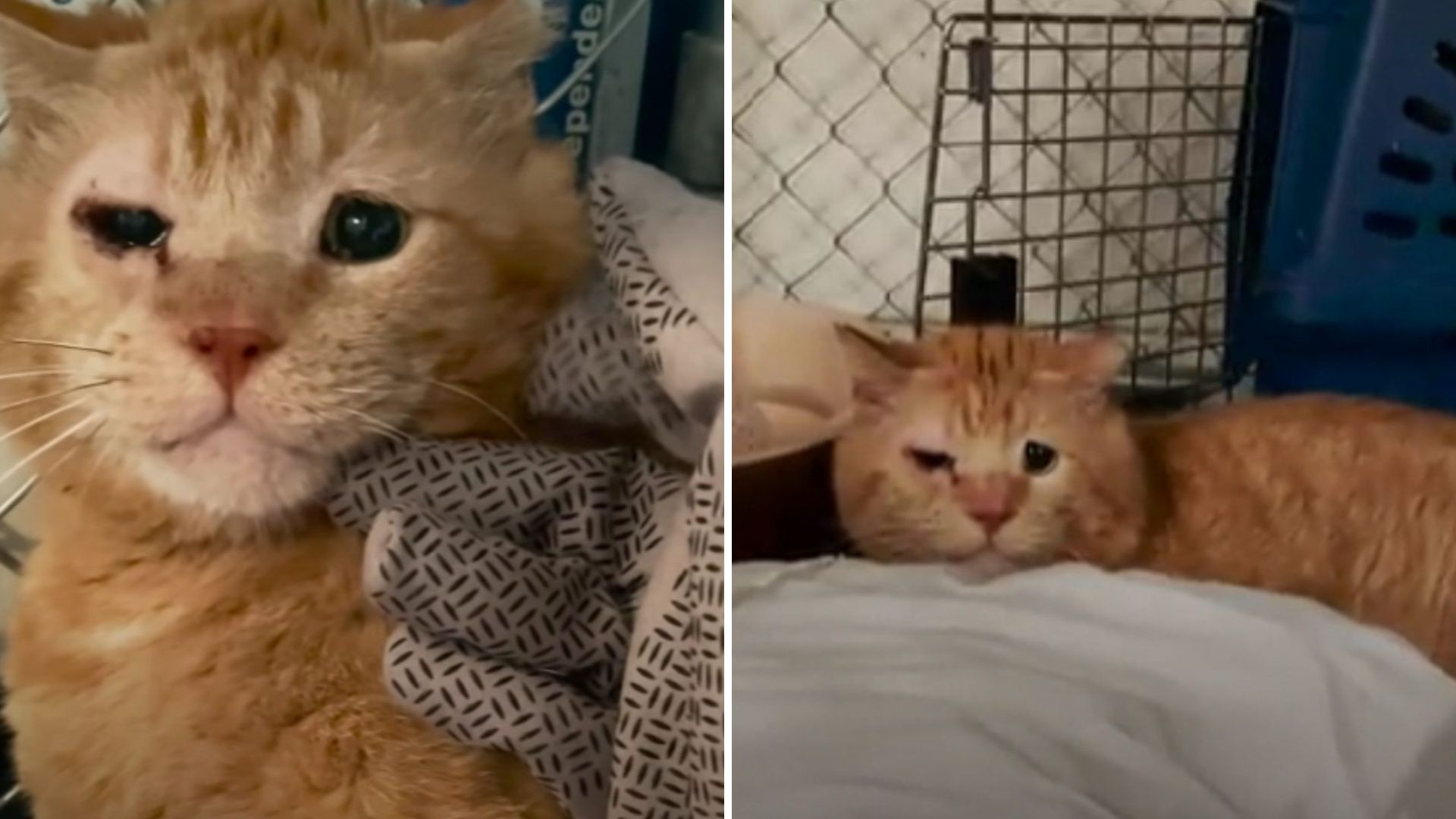 Colorado Feral Cat Blossoms Into A Cherished Companion With His Foster Mom’s Loving Care