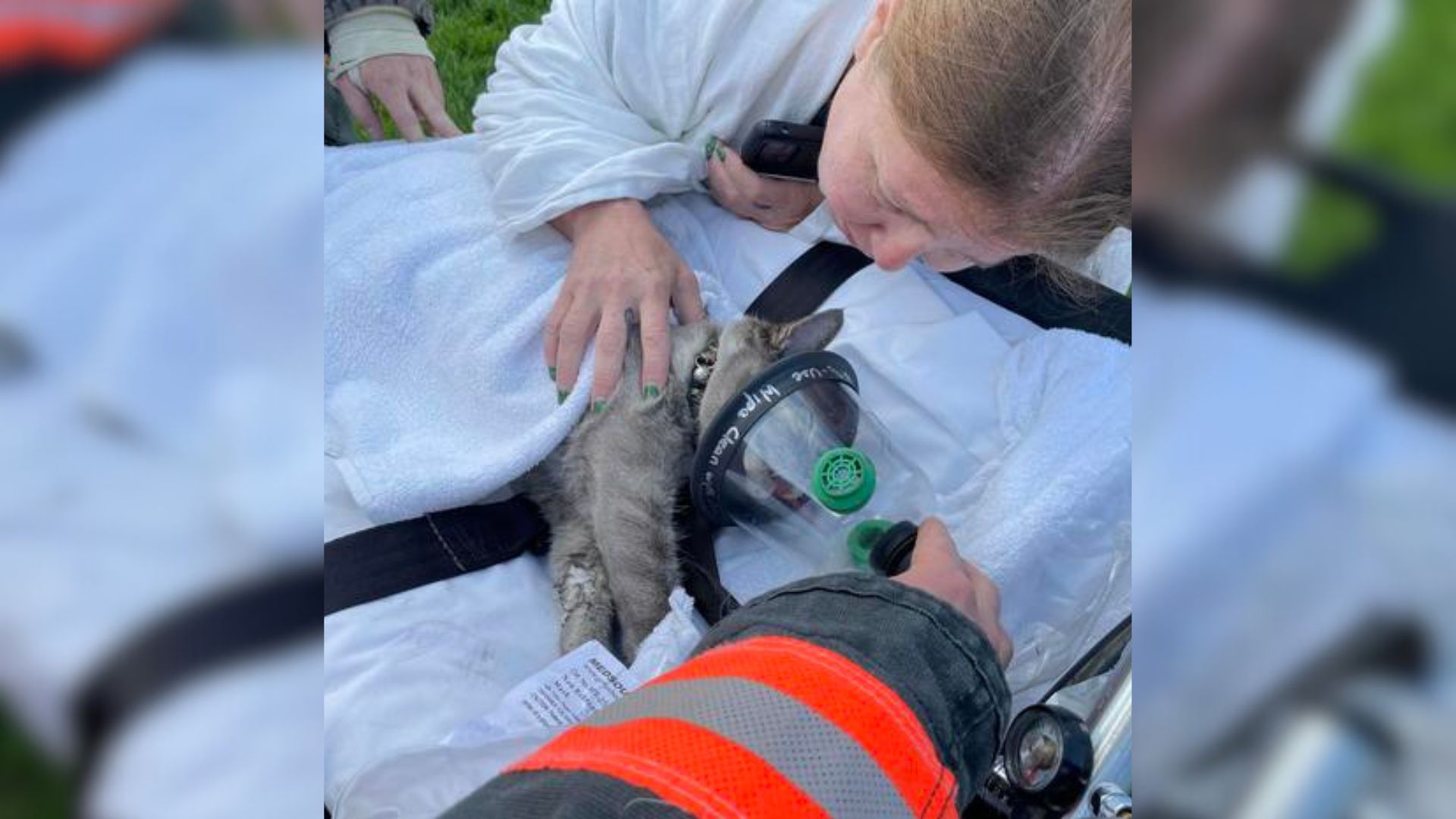 firefighter and cat