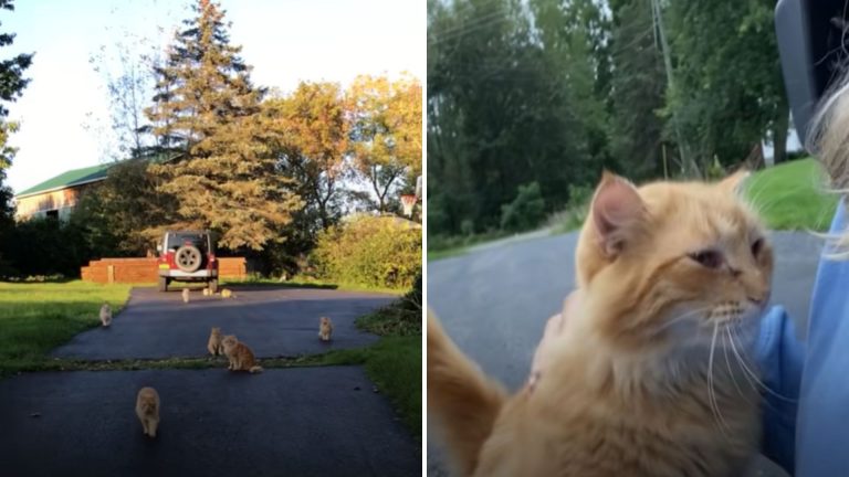 couple buys a farm with a surprise