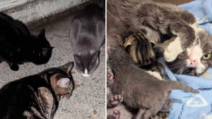 Couple Saves Three Abandoned Cats With One Of Them Being Pregnant