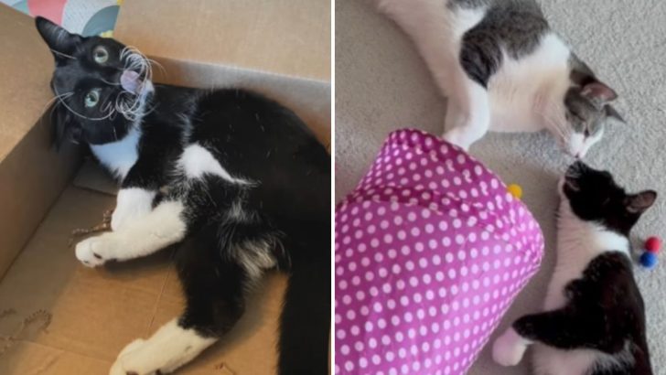 Disabled Cat Is So Happy To Make His First Friend After Escaping Euthanasia