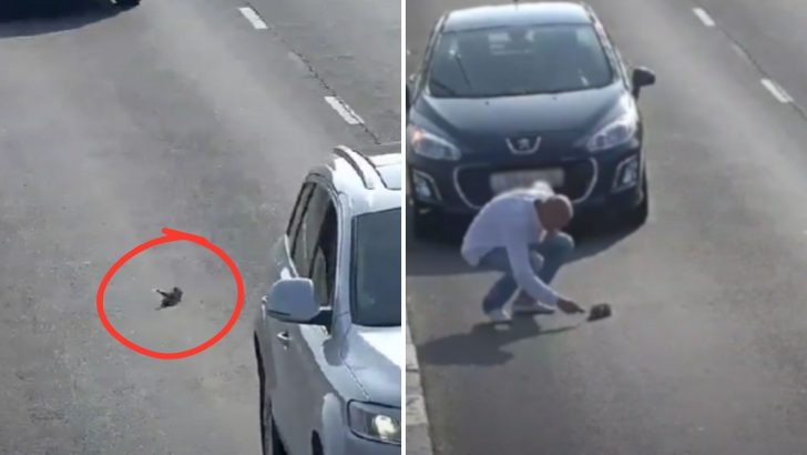 Driver Stops In The Middle Of The Highway To Check Out A Black Dot On The Street