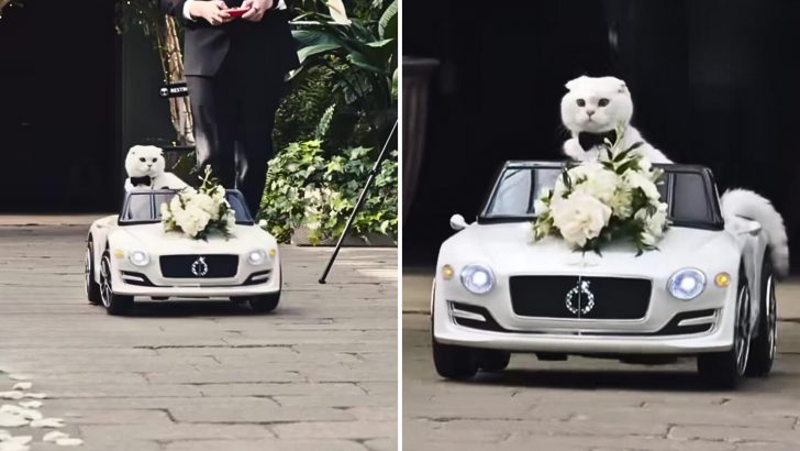 Fabulous Cat Steals Hearts At His Parents’ Wedding As The Cutest Ring Bearer In History
