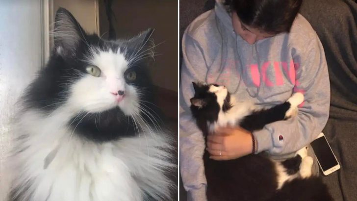 Family Searching Adoptable Cats Shocked After Seeing A Familiar Face
