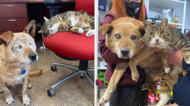 Family Surrenders Cat And Her Blind Dog Friend, But Their Bond Leads Them To A New Home