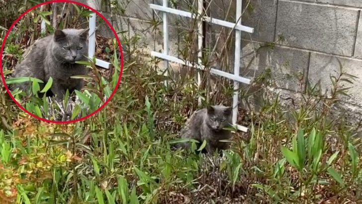 Fate Brings This Senior Feral To A Backyard Where Her Life Takes An Unexpected Turn