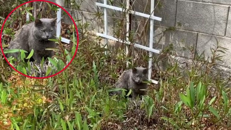 senior gray cat