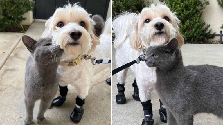 cat and dog