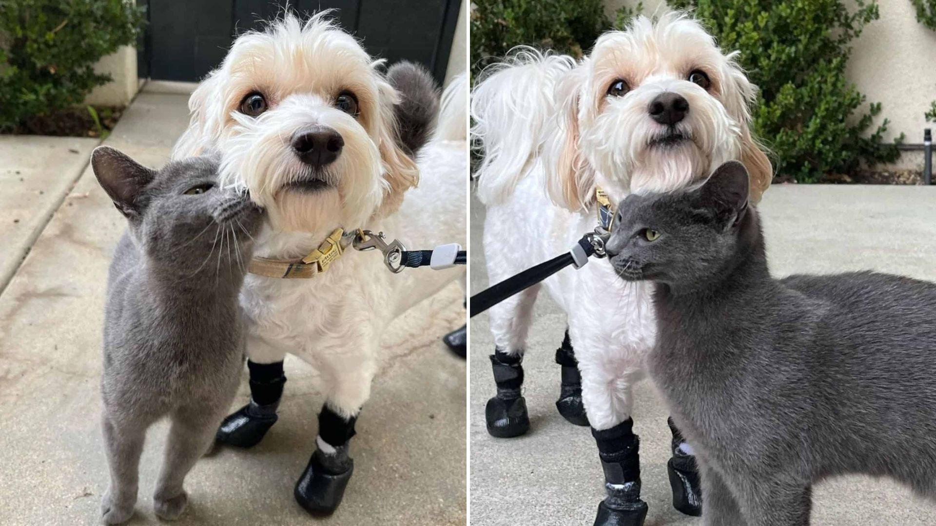 cat and dog