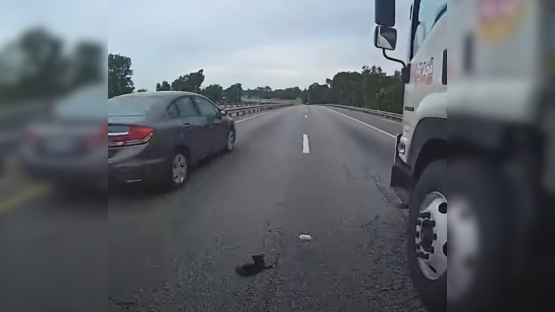 offices stops traffic on the higway to rescue kitten