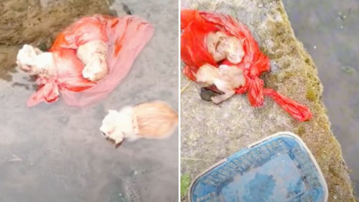 Four Kittens Heartlessly Thrown In A River To Await Their Final Moments