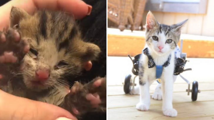 Fragile Kitten Found On The Brink Of Survival Becomes A Resilient Fighter Defying All Odds