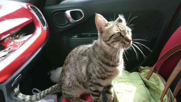 Friendly Stray Cat Jumps Into Woman’s Car Out Of Nowhere, Ready For A New Start In Life
