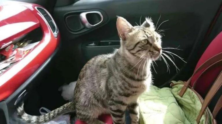 cat jumped in the car