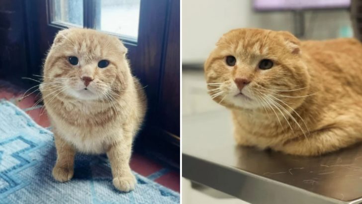 Grateful Feline Rescued From The Harsh Streets Affectionately Does Adorable ‘Car Wash’ Routine