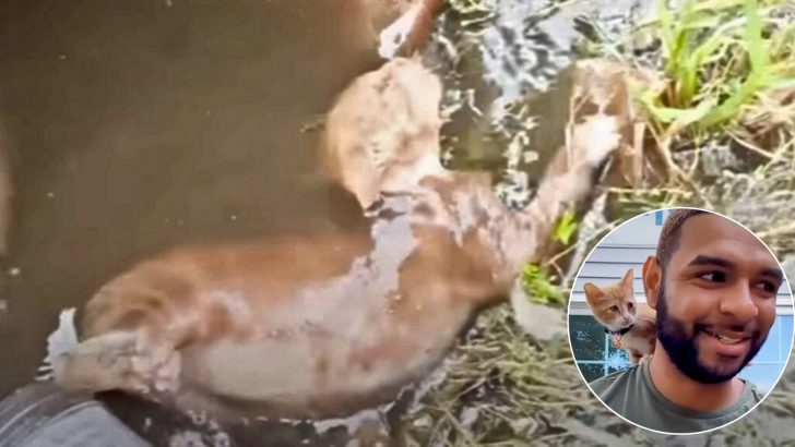 Guy Follows Desperate Meows Only To Find A Helpless Cat Stuck In A Water Drum