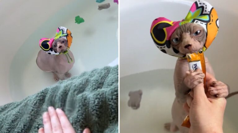 Hairless Florida Cat Loves Bath Time So Much She Even Has Her Own Shower Cap