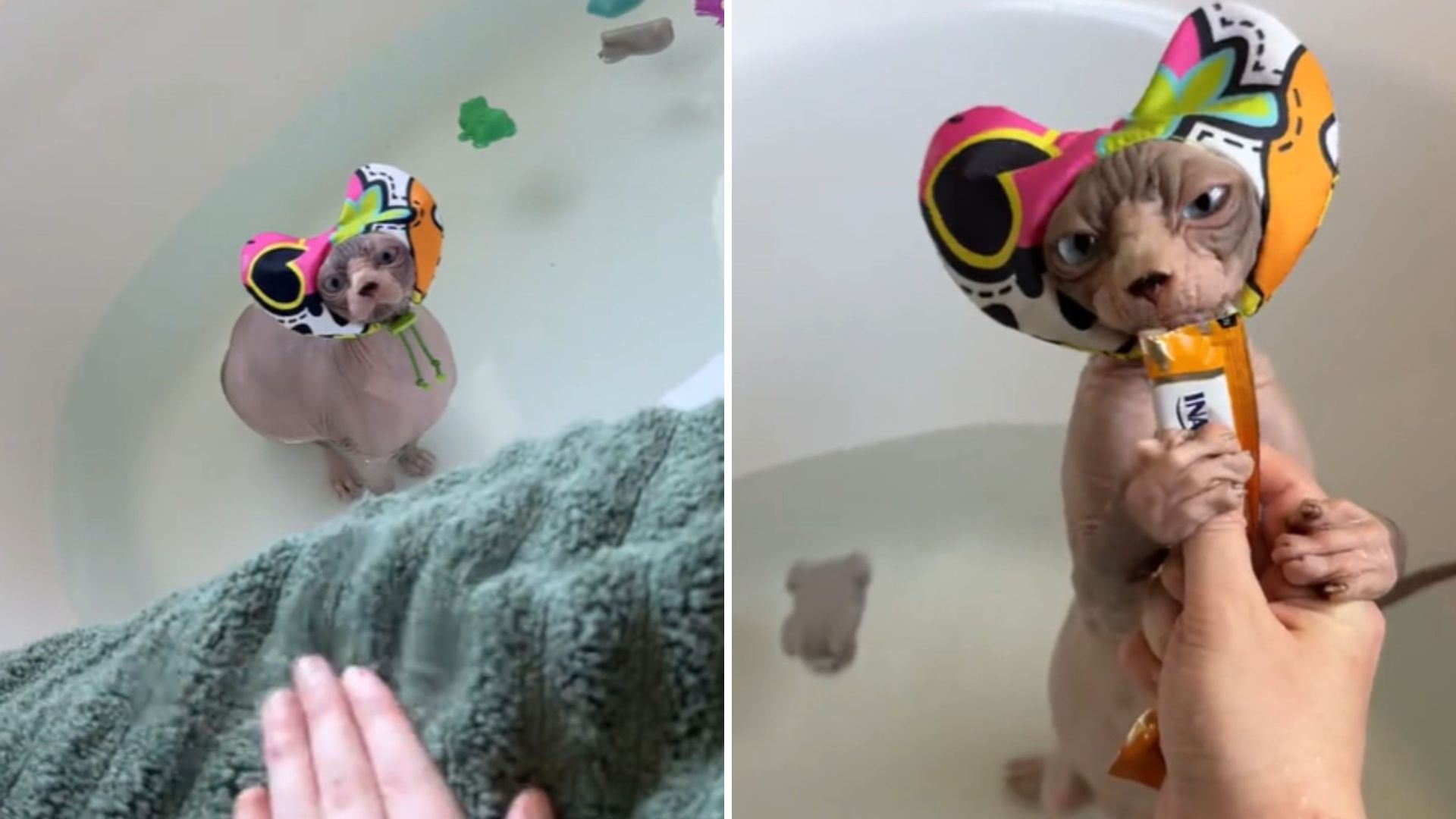 Hairless Florida Cat Loves Bath Time So Much She Even Has Her Own Shower Cap