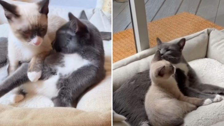 Heartwarming Bond Between A Special Needs Cat And His Brother Will Melt Your Heart 