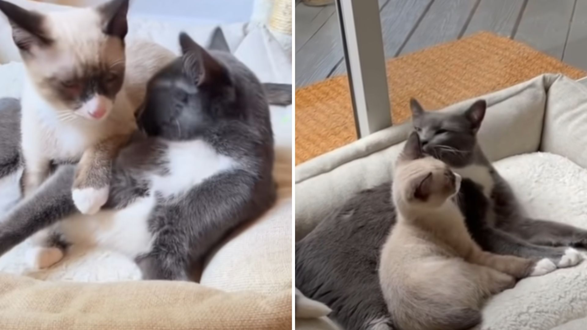 special needs cat and his brother