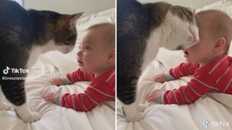 bonding moment between a cat and a baby